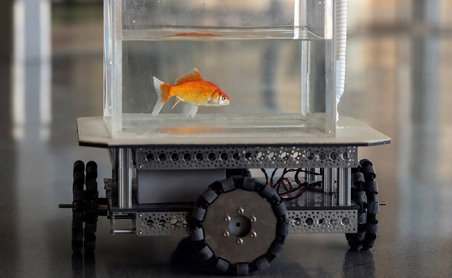 Goldfish Can Drive Fish Tank On Wheels, Israel Study Finds