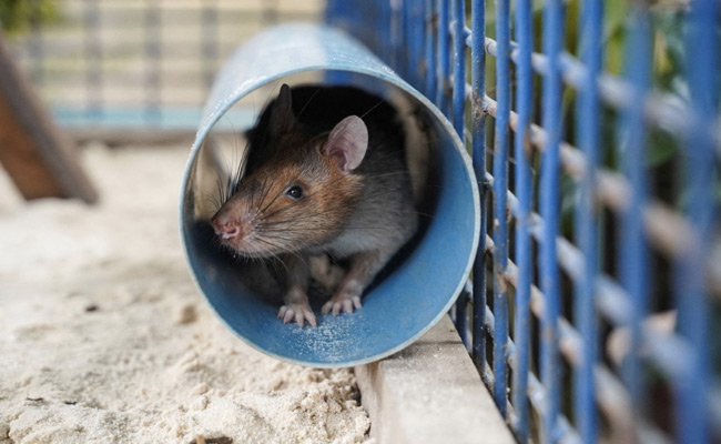 'Hero' Rat Who Detected Over 100 Landmines, Explosives Dies In Retirement