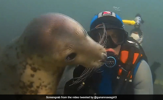 सील ने समुद्र में गोताखोर को देख की बड़ी प्यारी हरकत, वीडियो देख बन जाएगा दिन