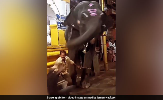 शख्स को हाथी ने सूंड़ में लपेटकर फेंका साइड में, एमी जैक्सन ने वीडियो शेयर कर कहा- पशु क्रूरता रोकें