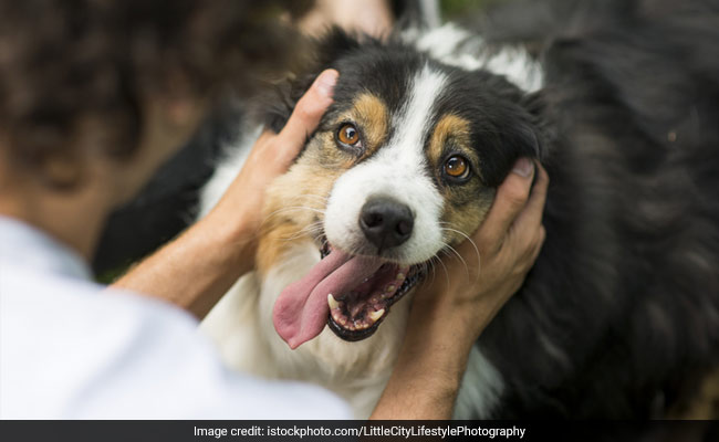 पालतू कुत्ते ने मासूम बच्चे पर किया अटैक, डॉक्टर्स भी नहीं बचा सके जान