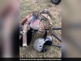 Watch: Monster Crab Snaps Golf Club In Half In Hair-Raising Video Watch: Monster Crab Snaps Golf Club In Half In Hair-Raising Video