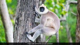 Langur Enters West Bengal School, Flees After Attacking Teacher