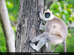 Langur Enters West Bengal School, Flees After Attacking Teacher Langur Enters West Bengal School, Flees After Attacking Teacher