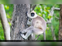 Langur Enters West Bengal School, Flees After Attacking Teacher