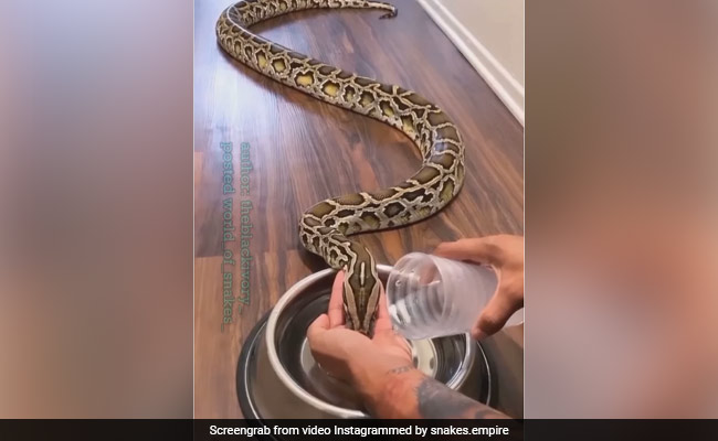 विशालकाय सांप को लगी थी प्यास, शख्स ने हाथ से पिलाया पानी, Video देख उड़ जाएंगे होश
