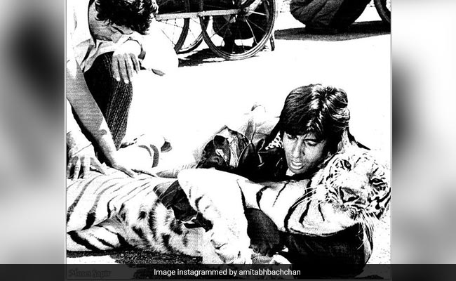 Amitabh Bachchan Recalls "Fighting A Live Tiger" On The Sets Of <i>Khoon Pasina</i>. See Throwback Post