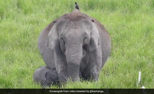 हथिनी जंगल में घास खाते-खाते अपने बच्चे को पिला रही थी दूध, Video देख लोगों ने कहा- So Cute