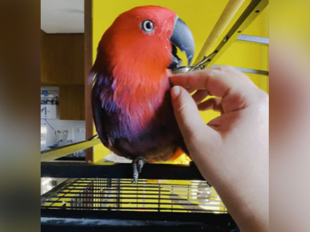 No, iPhone Ain't Ringing: It's Parrot Gucci Singing