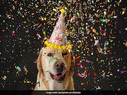 कुत्ते का जन्मदिन सेलिब्रेट करने के लिए उड़ा दिए 7 लाख, खबर सुन चकराया लोगों का दिमाग कुत्ते का जन्मदिन सेलिब्रेट करने के लिए उड़ा दिए 7 लाख, खबर सुन चकराया लोगों का दिमाग