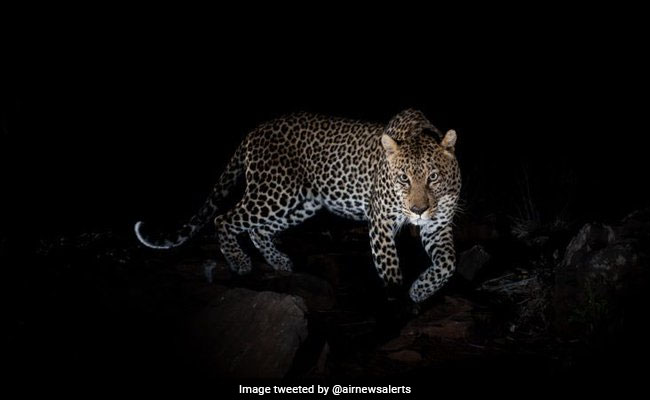 Leopard Found Dead With Claws Missing In Chhattisgarh