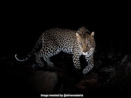 Leopard Moving Within Pune Airport Since April Tranquilised, Rescued