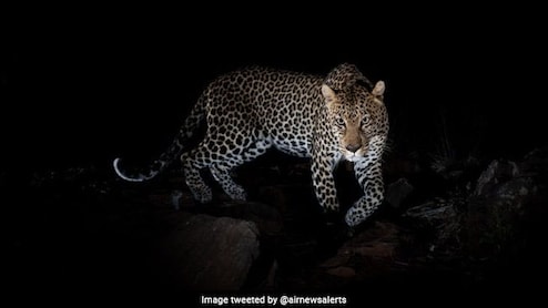 "Don't Travel At Night": Cognizant's Advisory After Leopard Sightings In Pune