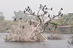 Migratory Birds Continue To Arrive At Yamuna Biodiversity Park In Delhi Migratory Birds Continue To Arrive At Yamuna Biodiversity Park In Delhi