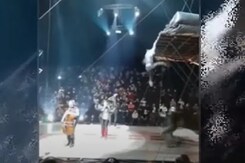 सर्कस के दौरान हादसा, स्टंट करते-करते 20 फुट से गिरा परफॉर्मर सर्कस के दौरान हादसा, स्टंट करते-करते 20 फुट से गिरा परफॉर्मर