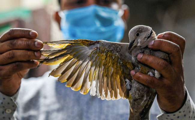 Meet The Devoted Brothers Rescuing Delhi's Injured Birds Of Prey
