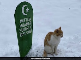 मालिक की मौत के 2 महीने बाद भी कब्र पर बैठी रहती है ये बिल्ली, वायरल हुई इमोशनल पोस्ट मालिक की मौत के 2 महीने बाद भी कब्र पर बैठी रहती है ये बिल्ली, वायरल हुई इमोशनल पोस्ट