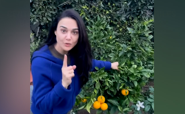 Preity Zinta की ही तरह आप भी उगा सकते हैं अपने गार्डन में संतरे इन आसान टिप्स से