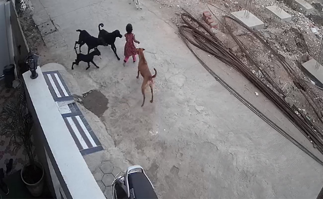 On CCTV, 4-Year-Old Girl Bitten, Dragged By Dogs In Bhopal, Hospitalised