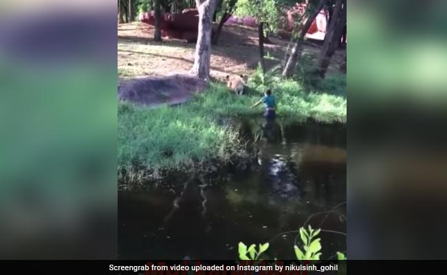 दो शेरों के सामने सीना तान कर खड़ा हो गया शख्स, वीडियो देख कर आप भी डर जाएंगे