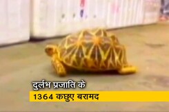 चेन्नई में दुर्लभ प्रजाति के 1364 कछुए बरामद, सामान में मलेशिया भेजे जा रहे थे चेन्नई में दुर्लभ प्रजाति के 1364 कछुए बरामद, सामान में मलेशिया भेजे जा रहे थे