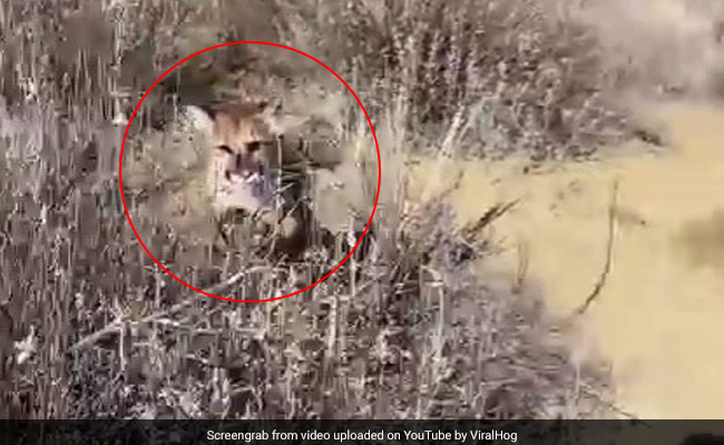 Watch: Man Gets Chased By Mountain Lion In Scary Video