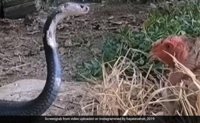मुर्गी के सामने फन फैलाए बैठा था कोबरा, जैसे ही किया हमला, फिर मुर्गी ने जो किया, वो देख नहीं होगा यकीन
