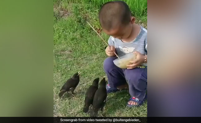 तीन पक्षियों को अपने हाथों से भोजन खिला रहा है ये बच्चा, लोगों ने कहा- बच्चा ईश्वर का रूप है