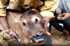 "Incarnation Of God": Chhattisgarh Villagers On Newly-Born 3-Eyed Calf "Incarnation Of God": Chhattisgarh Villagers On Newly-Born 3-Eyed Calf
