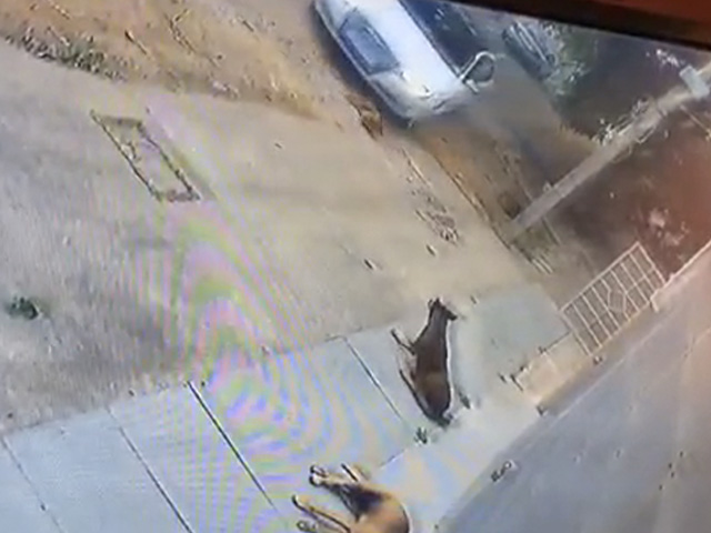बेंगलुरु में शख्‍स ने जानबूझकर कुत्ते पर चढ़ा दी कार, वारदात सीसीटीवी में कैद
