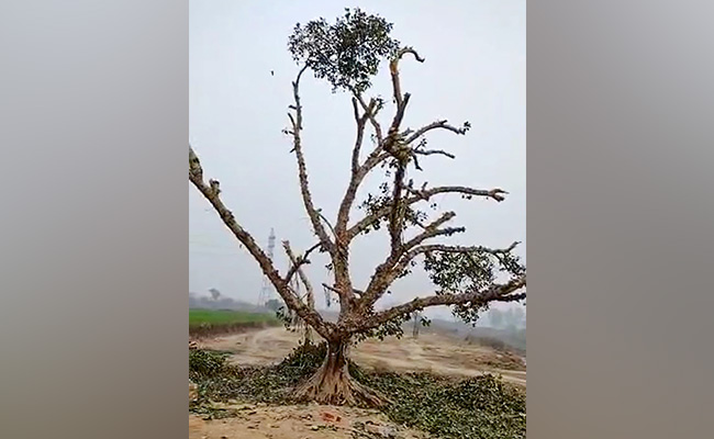 Delhi Residents Launch Vigil After 120-Year-Old Tree Clipped Overnight