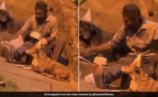 शख्स ने कुत्तों के साथ सेलिब्रेट किया जन्मदिन, वीडियो देख लोगों ने लिखी बड़ी प्यारी बातें