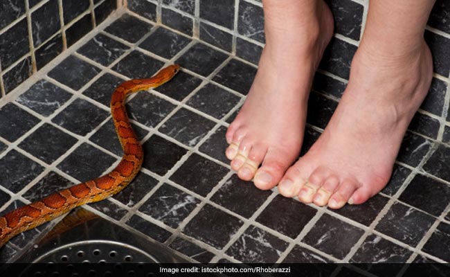 100 से भी ज्यादा सांपों ने शख्स को घेरा, फिर जो हुआ उसे सुन हर कोई डर जाएगा