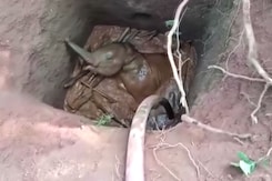 ओडिशा के मयूरभंज जिले में कुएं में गिरे हाथी के बच्चे को बचाया गया ओडिशा के मयूरभंज जिले में कुएं में गिरे हाथी के बच्चे को बचाया गया