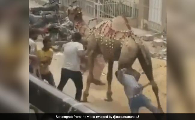 ऊंट को परेशान कर रहा था शख्स, तभी जानवर ने किया कुछ ऐसा, तुरंत मिल गया ‘कर्म का फल’ - देखें Funny Video