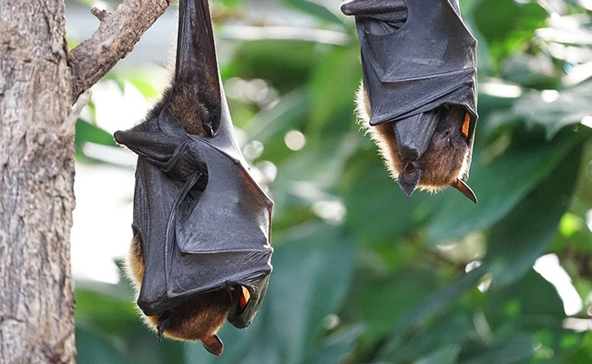 All About The New Bat Virus HKU5-CoV-2: Symptoms, How It Can Spread