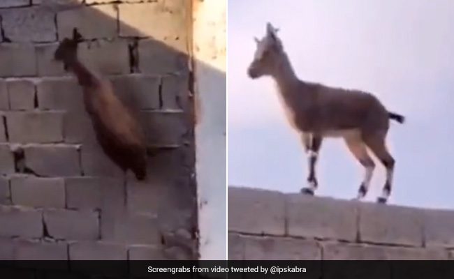 हवा में उड़ते हुए ऊंची दीवार पर चढ़ती है ये बकरी, IPS बोला- आगे बढ़ने की ज़िद हो, तो कोई नहीं रोक सकता