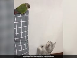 तोते को मारने ही जा रही थी बिल्ली तभी नज़र पड़ गई,उसके बाद जो हुआ वो देख आप हंस देंगे तोते को मारने ही जा रही थी बिल्ली तभी नज़र पड़ गई,उसके बाद जो हुआ वो देख आप हंस देंगे