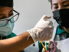 Peru Races To Save Seabirds After 6,000-Barrel Oil Spill Poisons Beaches