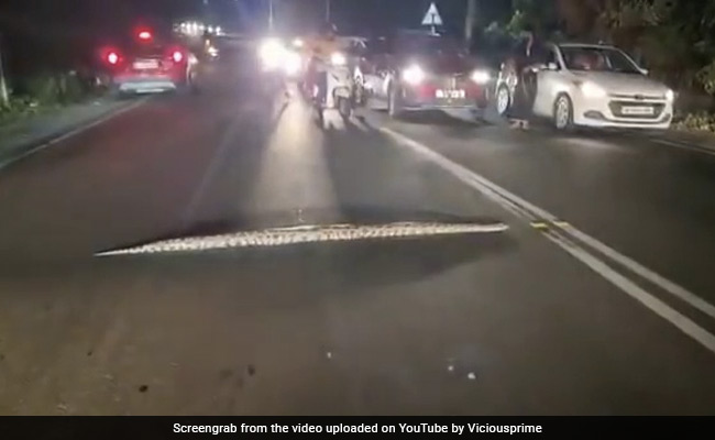 Watch: Huge Python Brings Traffic To A Standstill In Kochi