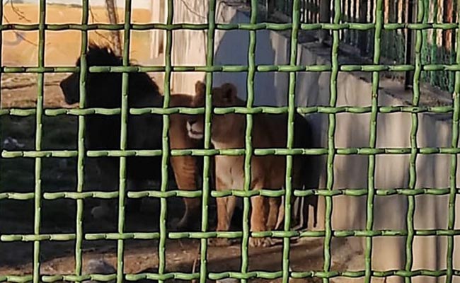 Lioness Kills Keeper, Escapes Zoo With Mate