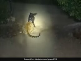 खूंखार तेंदुए ने कुत्ते पर कर दिया जबरदस्त Attack, फिर जो हुआ वो देख खड़े हो जाएंगे रोंगटे - Shocking Video खूंखार तेंदुए ने कुत्ते पर कर दिया जबरदस्त Attack, फिर जो हुआ वो देख खड़े हो जाएंगे रोंगटे - Shocking Video