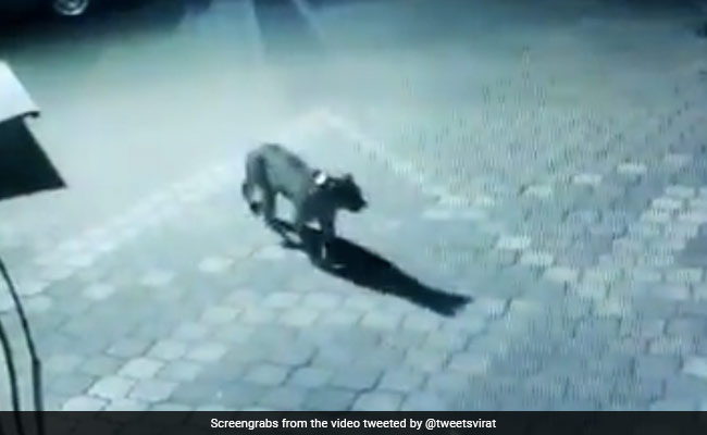 Video: Leopard Roams Freely Outside Colony In Mumbai