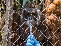 Chilean Zoo Jabs Bengal Tiger, Orangutan Against COVID-19 Chilean Zoo Jabs Bengal Tiger, Orangutan Against COVID-19