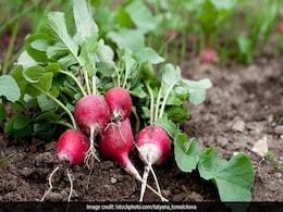 Winter Diet: इस ठिठुरती ठंड में चाहिए कुछ गरमा गरम, तो ये 5 चीजें करें अपनी डाइट में शामिल, सर्दी-जुकाम को आप तक फटकने भी नहीं देंगी Winter Diet: इस ठिठुरती ठंड में चाहिए कुछ गरमा गरम, तो ये 5 चीजें करें अपनी डाइट में शामिल, सर्दी-जुकाम को आप तक फटकने भी नहीं देंगी