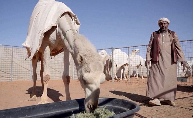 Hot Milk And Grooming For Camels At Saudi Luxury 'Hotel'