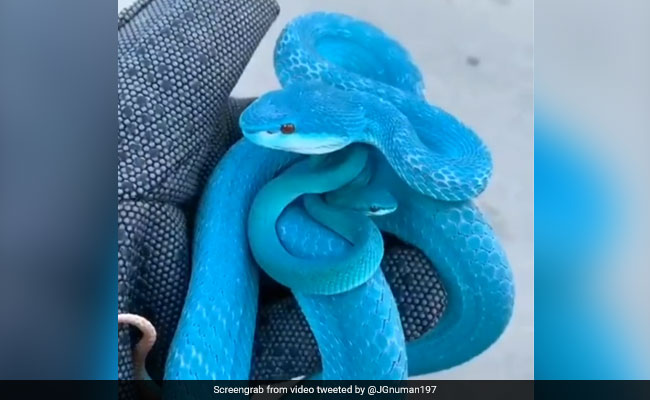 नीले रंग के खूबसूरत सांप का Video वायरल, इसकी हरकतें देख खड़े हो जाएंगे किसी के भी रोंगटे