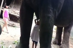 3-Year-Old Assam Girl Drinks Milk from Elephant 3-Year-Old Assam Girl Drinks Milk from Elephant