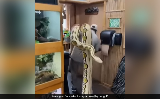 विशालकाय अजगर को कंधे पर लेकर घूमता दिखा शख्स, Video देख उड़ जाएंगे होश