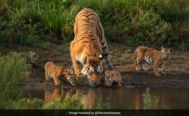 Madhya Pradesh's Famous 'Collarwali' Tigress, Mother To 29 Cubs, Dies